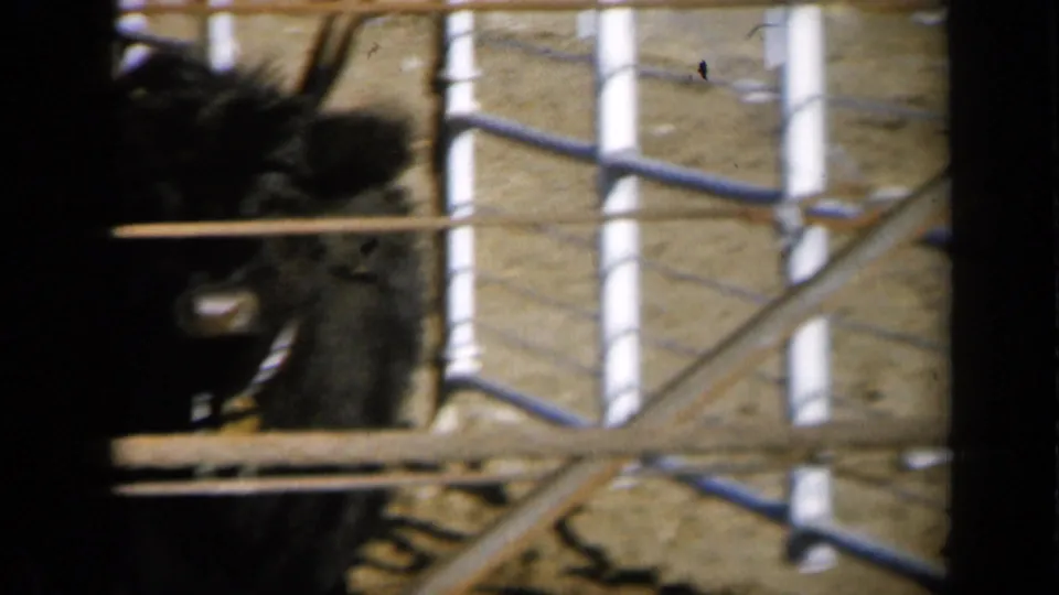 Dark cattle stands or moves behind white pipe fencing in a 1961 Missouri farm enclosure.