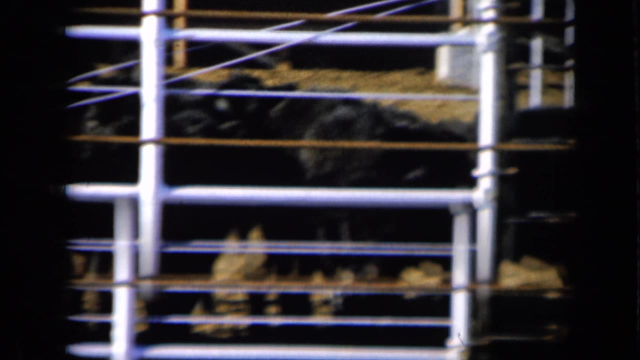 Multiple dark cattle are seen low behind white metal fencing in the Missouri farm pen.