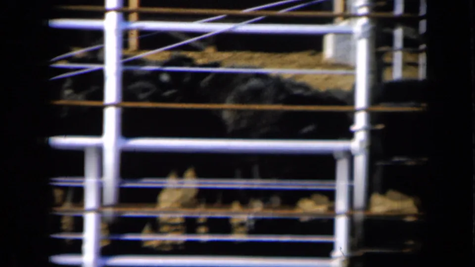 Multiple dark cattle are seen low behind white metal fencing in the Missouri farm pen.