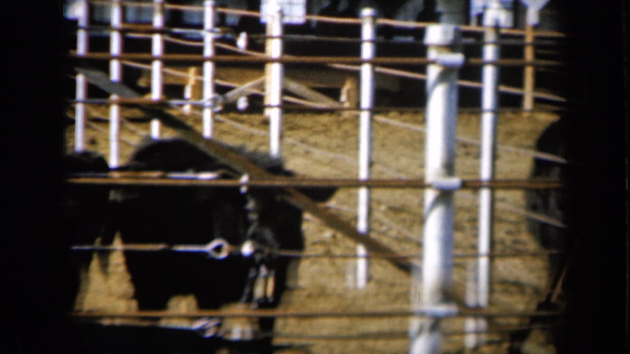 Black cow near white metal fencing in a 1961 Missouri farm pen, viewed from outside the enclosure.