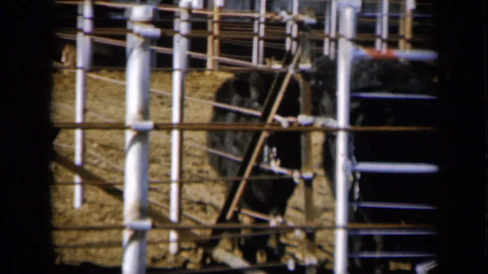 1961 Missouri 8mm frame showing black cattle behind white metal bars in a dusty livestock pen.