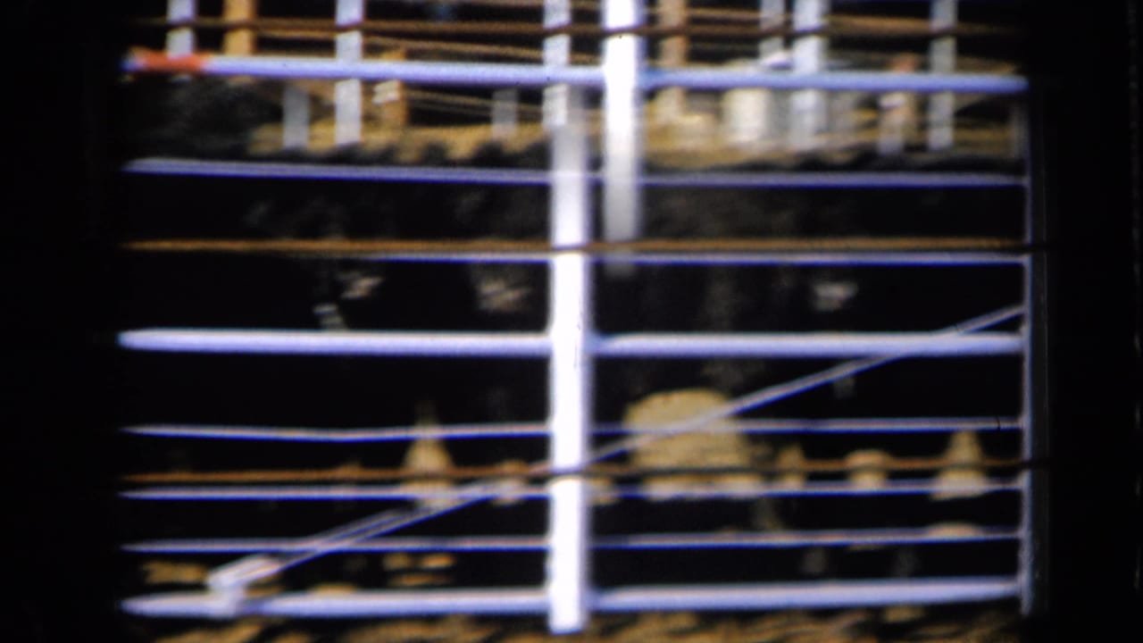 Dark cattle shapes pass behind close horizontal metal bars and white posts.