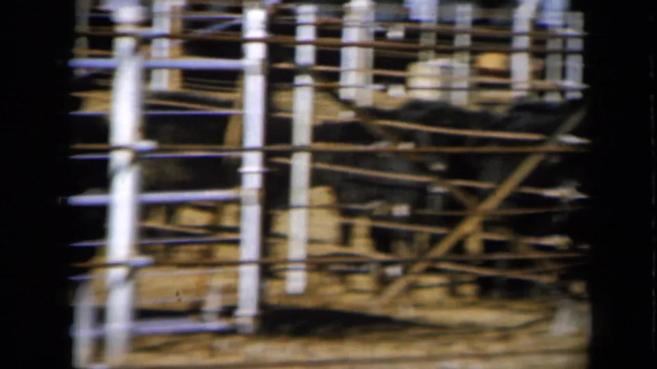 Vintage 8mm view of cattle crossing a dusty Missouri pen behind white posts and rail bars.