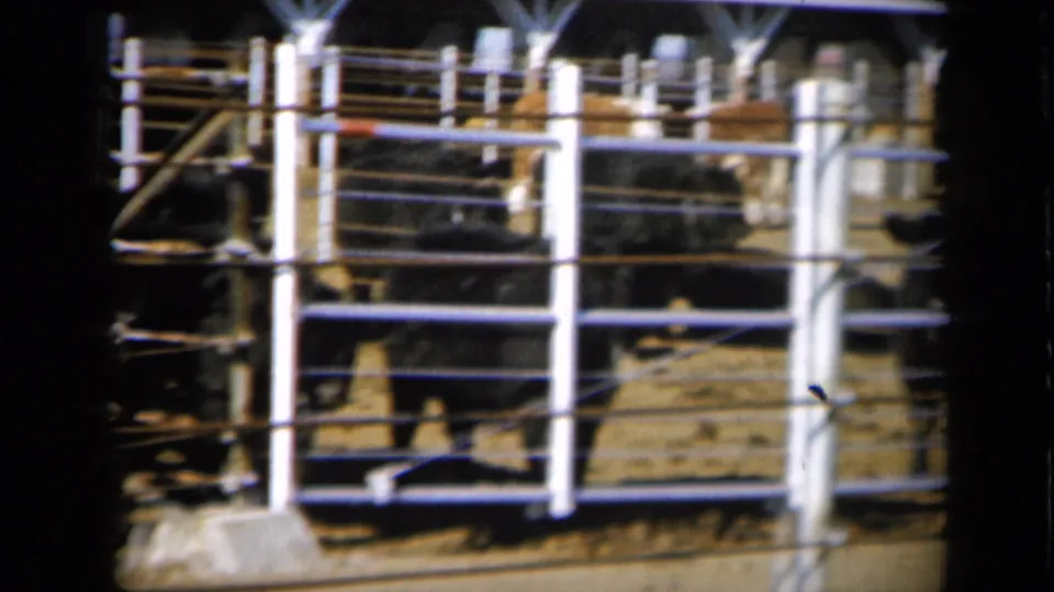 1961 Missouri home-movie frame of cattle gathered inside a metal livestock pen, viewed through rail fencing.