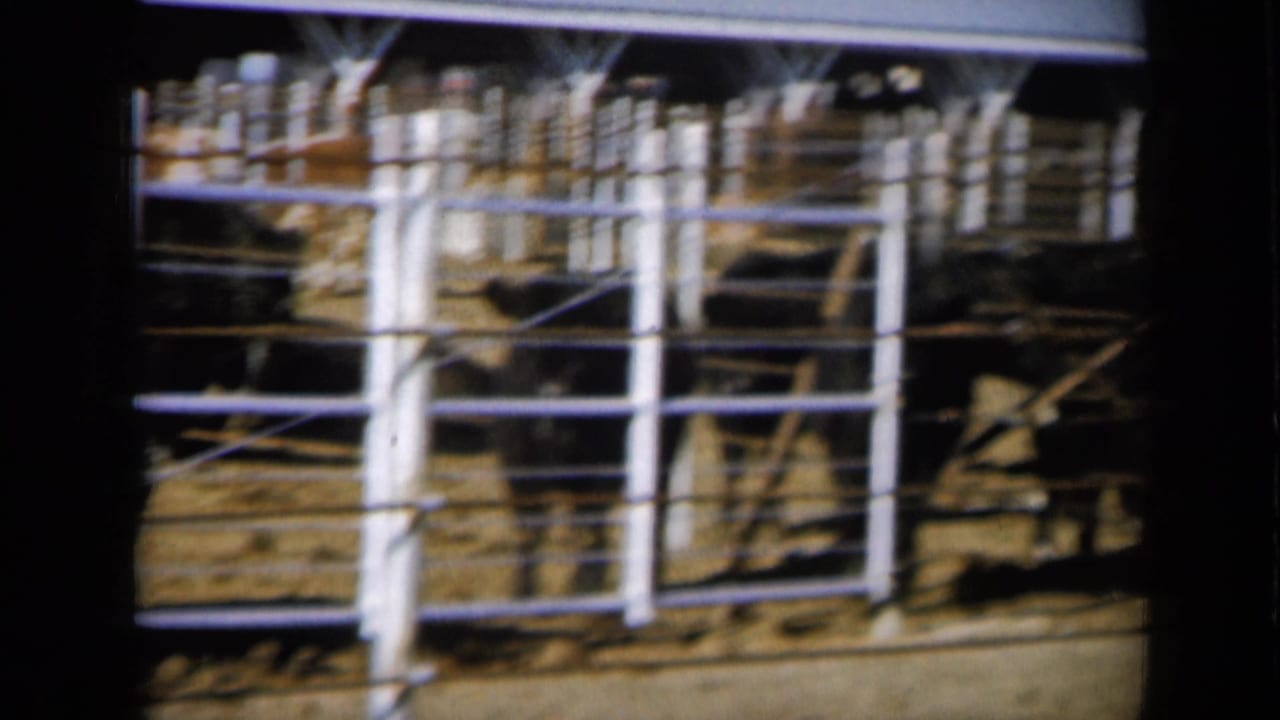 Hereford cattle stand behind white metal railings in a livestock pen.