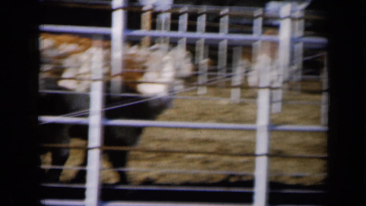 1961 Missouri footage frame with cattle partially obscured by white metal fencing inside a livestock pen.