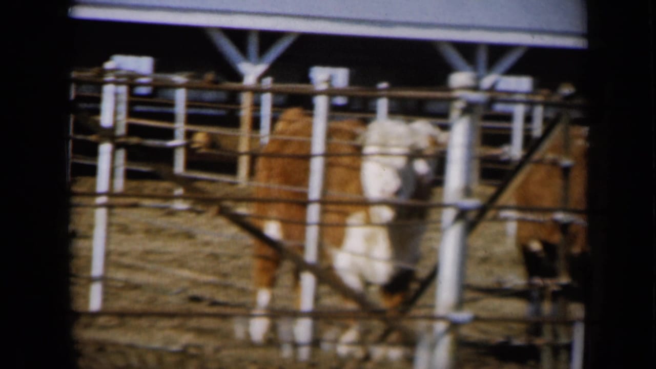 Hereford cattle in a Missouri livestock pen face toward the camera in this 1961 8mm home-movie frame.