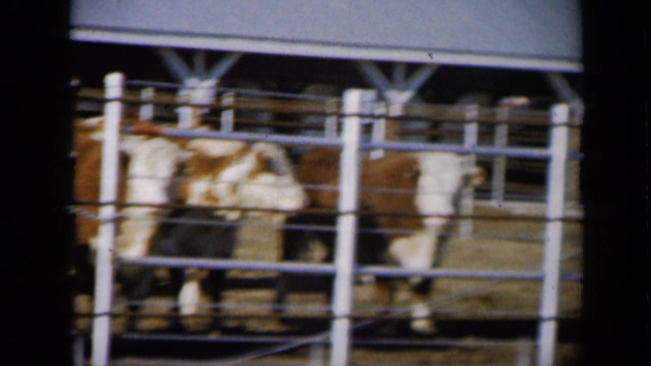1961 Missouri frame showing Hereford cattle side-on behind white railings in a livestock auction pen.