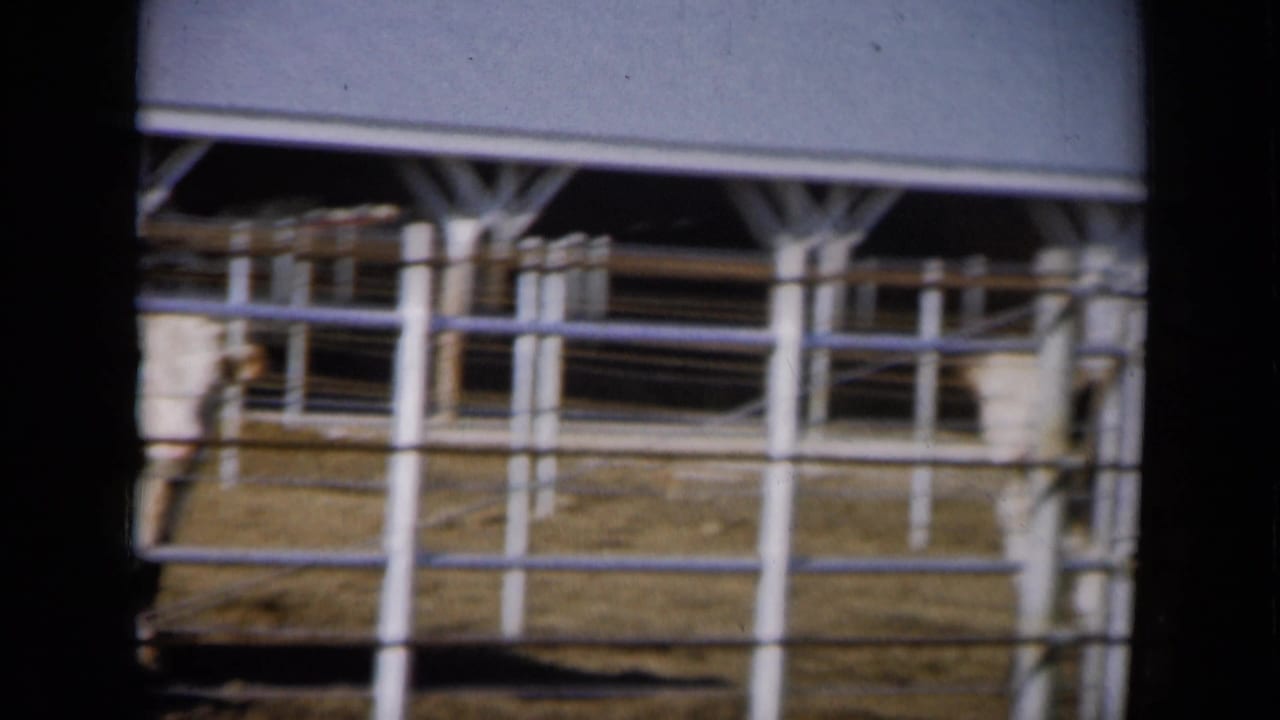 1961 Missouri 8mm frame showing white metal farm fencing, a shed roof, and cattle partly obscured in a pen.