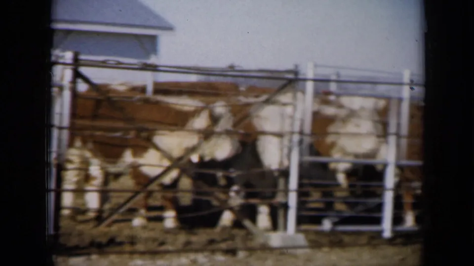 1961 Missouri farm footage frame with brown and white cattle clustered behind white metal rails in an outdoor pen.
