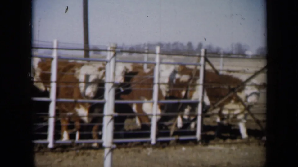 1961 Missouri 8mm still of cattle facing the camera from behind white metal fencing in a rural farm pen.