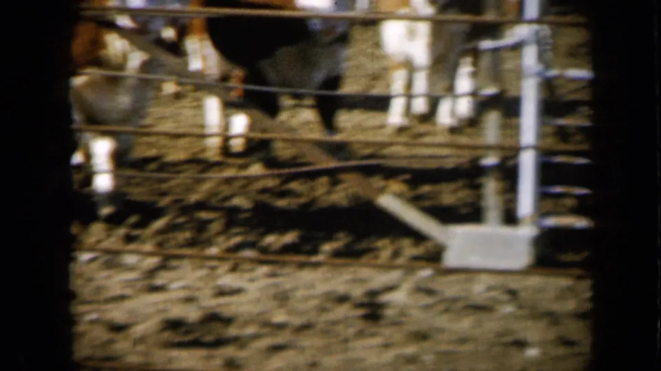 Close 1961 Missouri farm frame showing cattle bodies and legs behind white fence rails over dusty, uneven ground.