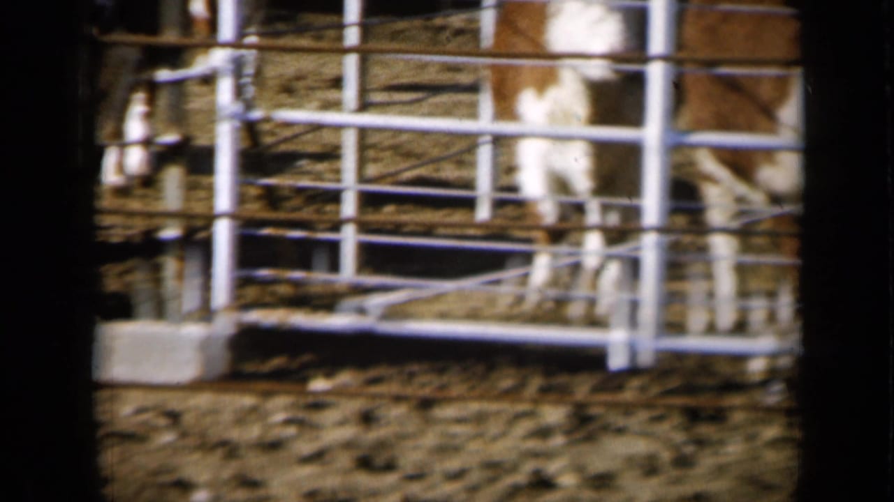 1961 Missouri farm footage shows cattle partially framed behind metal fencing in a sunlit dirt holding area.