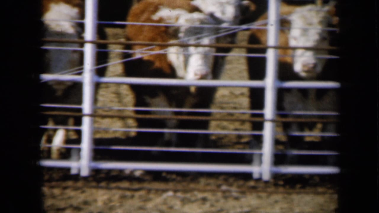 Brown and white cattle cluster behind pipe fencing in the Missouri farm pen, with soft 8mm grain and bright daylight.