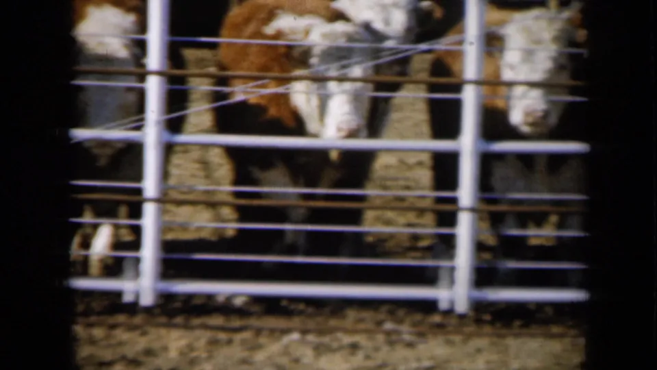 Brown and white cattle cluster behind pipe fencing in the Missouri farm pen, with soft 8mm grain and bright daylight.