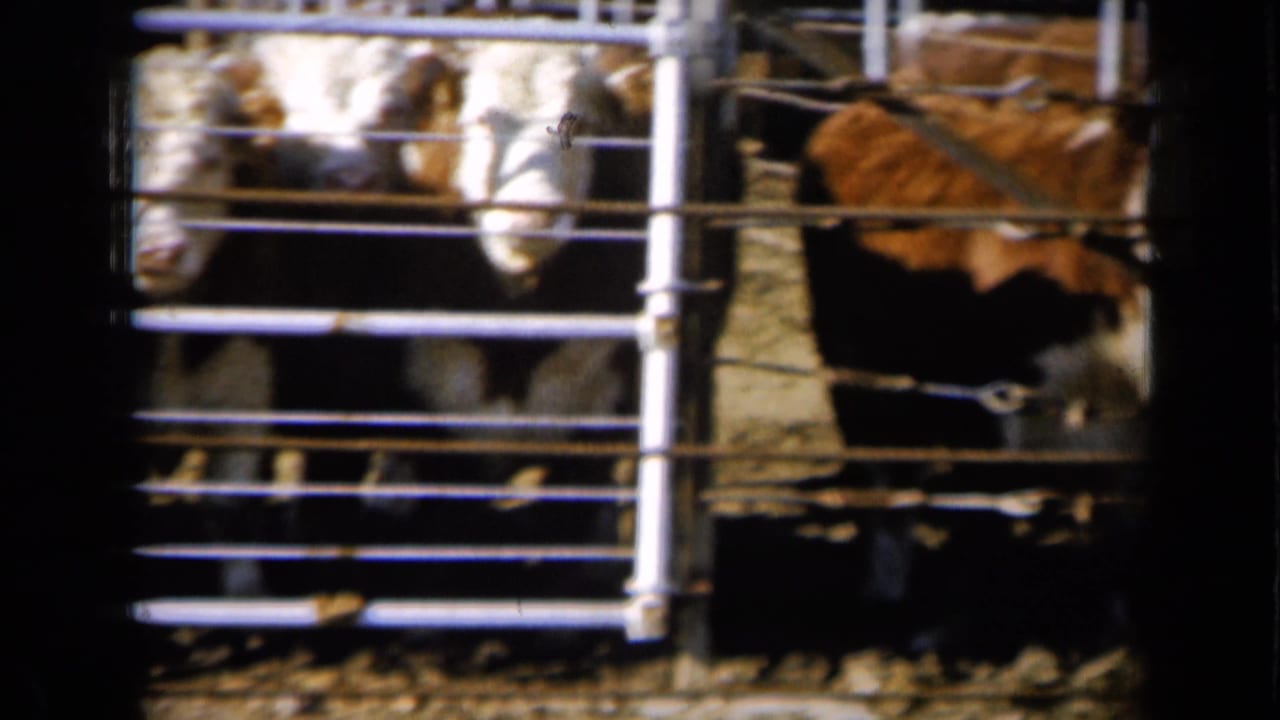 The 8mm frame shows cattle close to the gate, with one brown cow turned sideways and others visible through the rails.