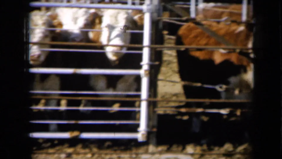 The 8mm frame shows cattle close to the gate, with one brown cow turned sideways and others visible through the rails.