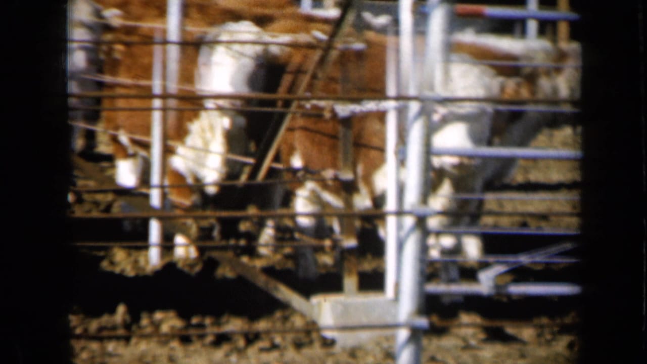 A group of brown and white cattle remains confined behind metal pipe fencing in the Missouri farm holding area.
