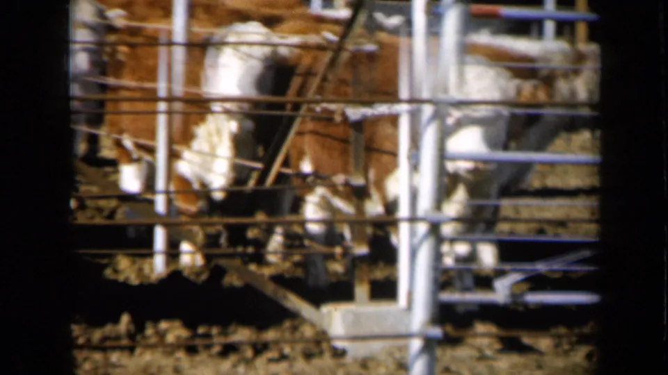 A group of brown and white cattle remains confined behind metal pipe fencing in the Missouri farm holding area.