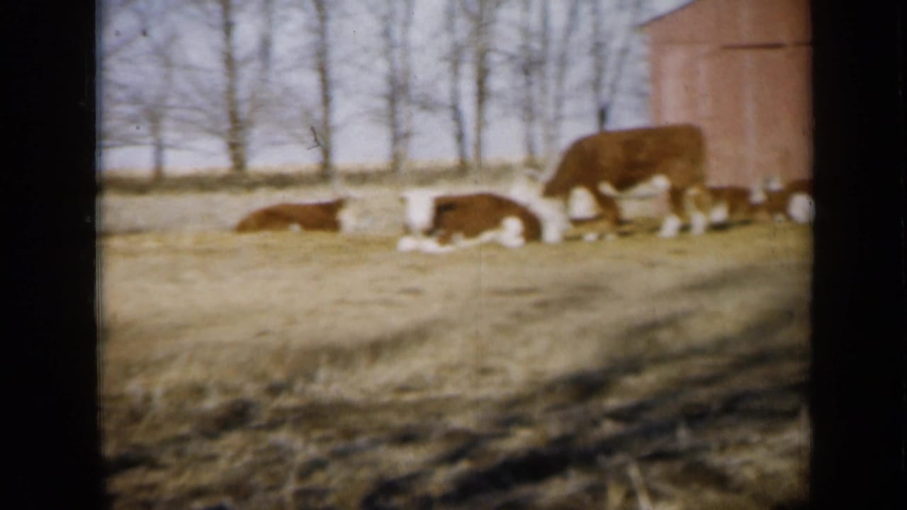 Brown-and-white cattle resting and grazing in a pasture near a red barn.