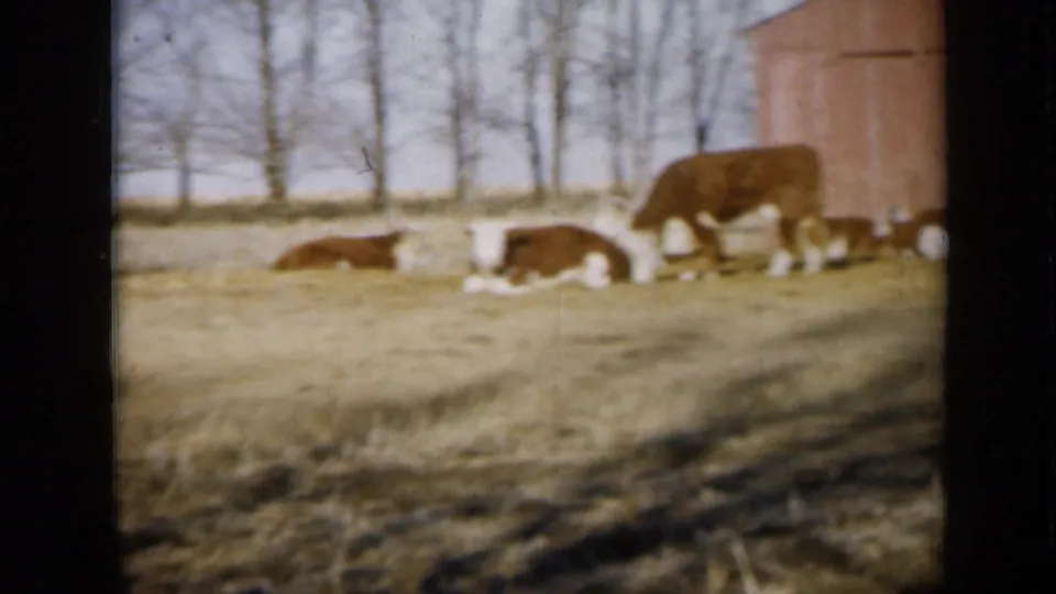 1961 Missouri 8mm frame showing Hereford-type cattle in a sunlit pasture beside a red barn, with leafless trees beyond.