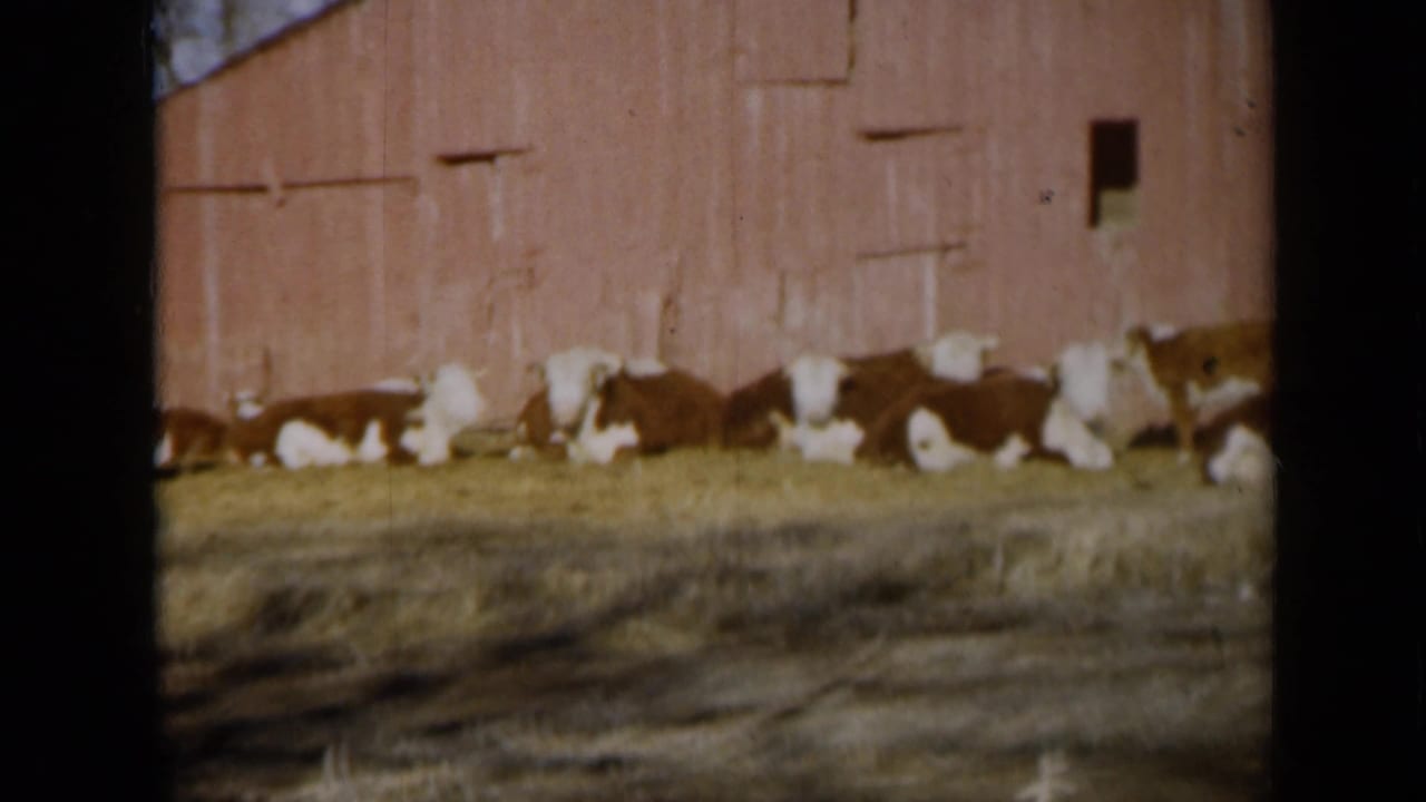 1961 Missouri farm view with cattle resting along the base of a red barn wall in faded 8mm color.