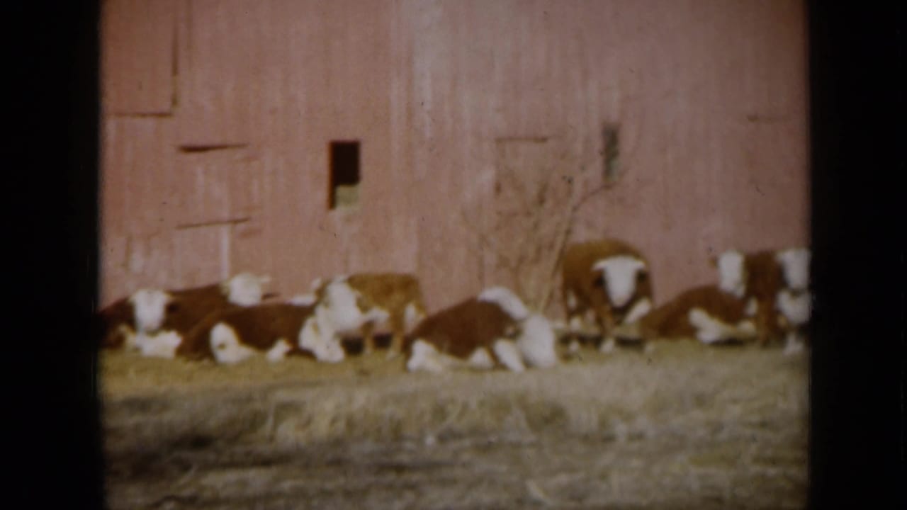 1961 Missouri 8mm frame of brown-and-white cattle clustered along a red barn, with one small dark barn opening visible.