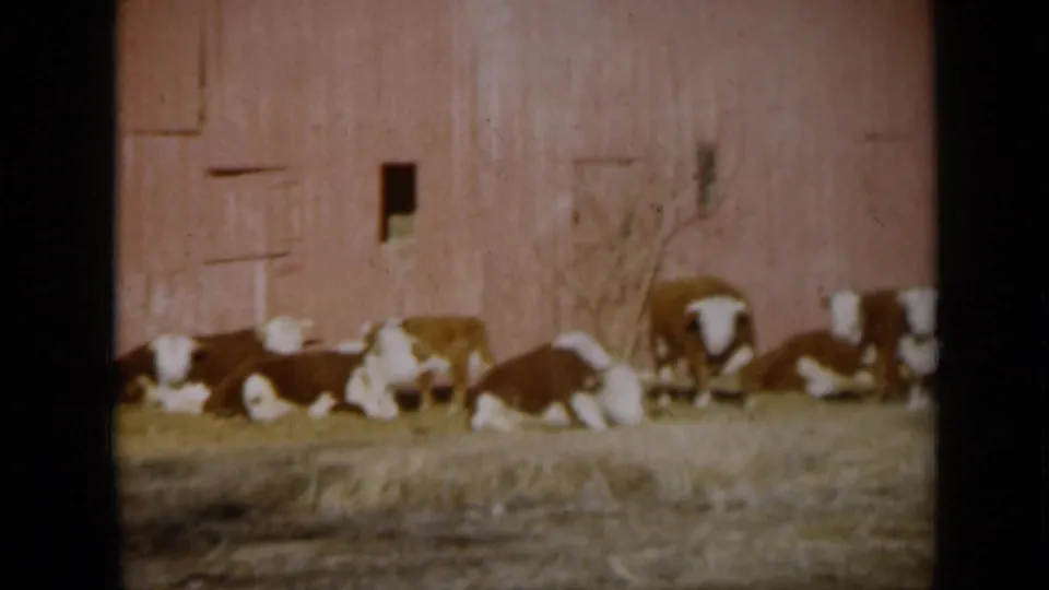 1961 Missouri 8mm frame of brown-and-white cattle clustered along a red barn, with one small dark barn opening visible.