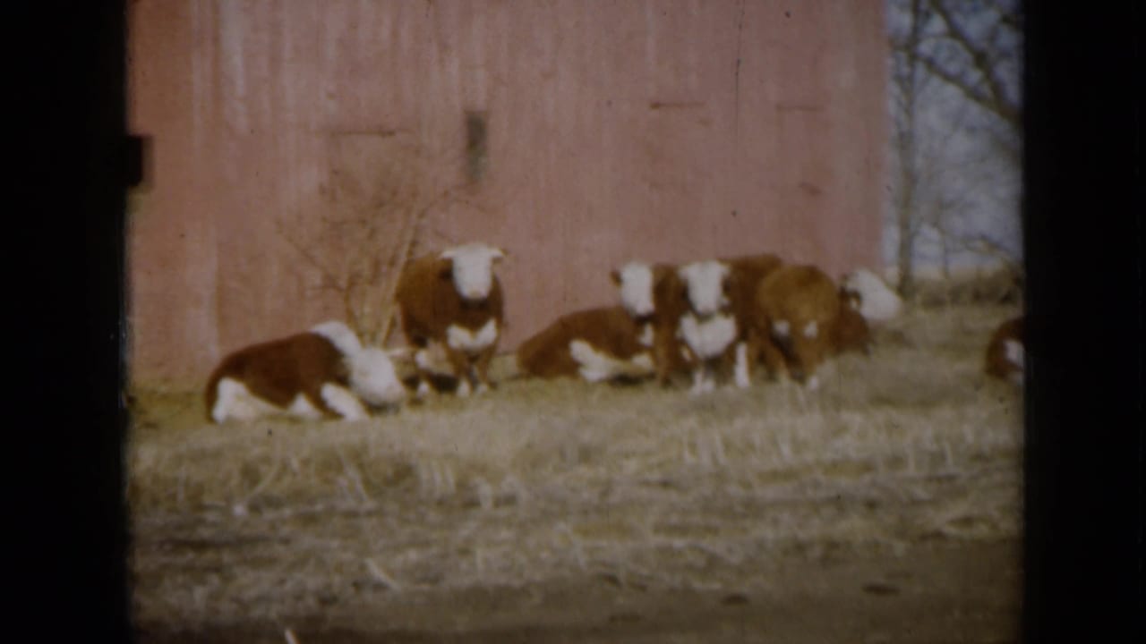 1961 Missouri farm frame showing cattle beside a red barn, with a metal gate and bare trees near the edge of view.