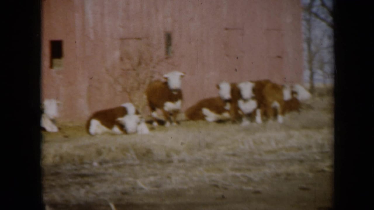 1961 Missouri 8mm frame showing brown and white cattle resting and grazing beside a red barn in a dry field.