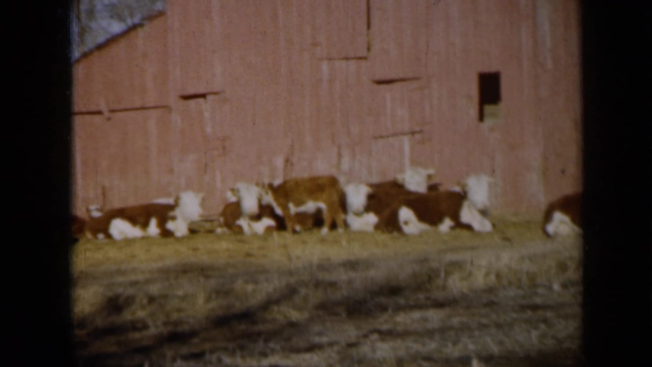 Cattle rest along the red barn wall with dry grass in the foreground.