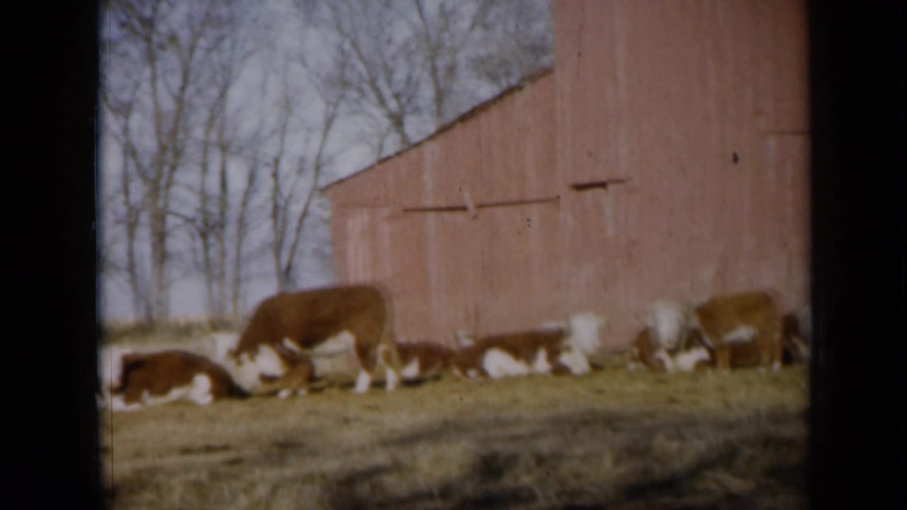 1961 Missouri 8mm frame of cattle in a field, with a red barn and bare trees behind them.