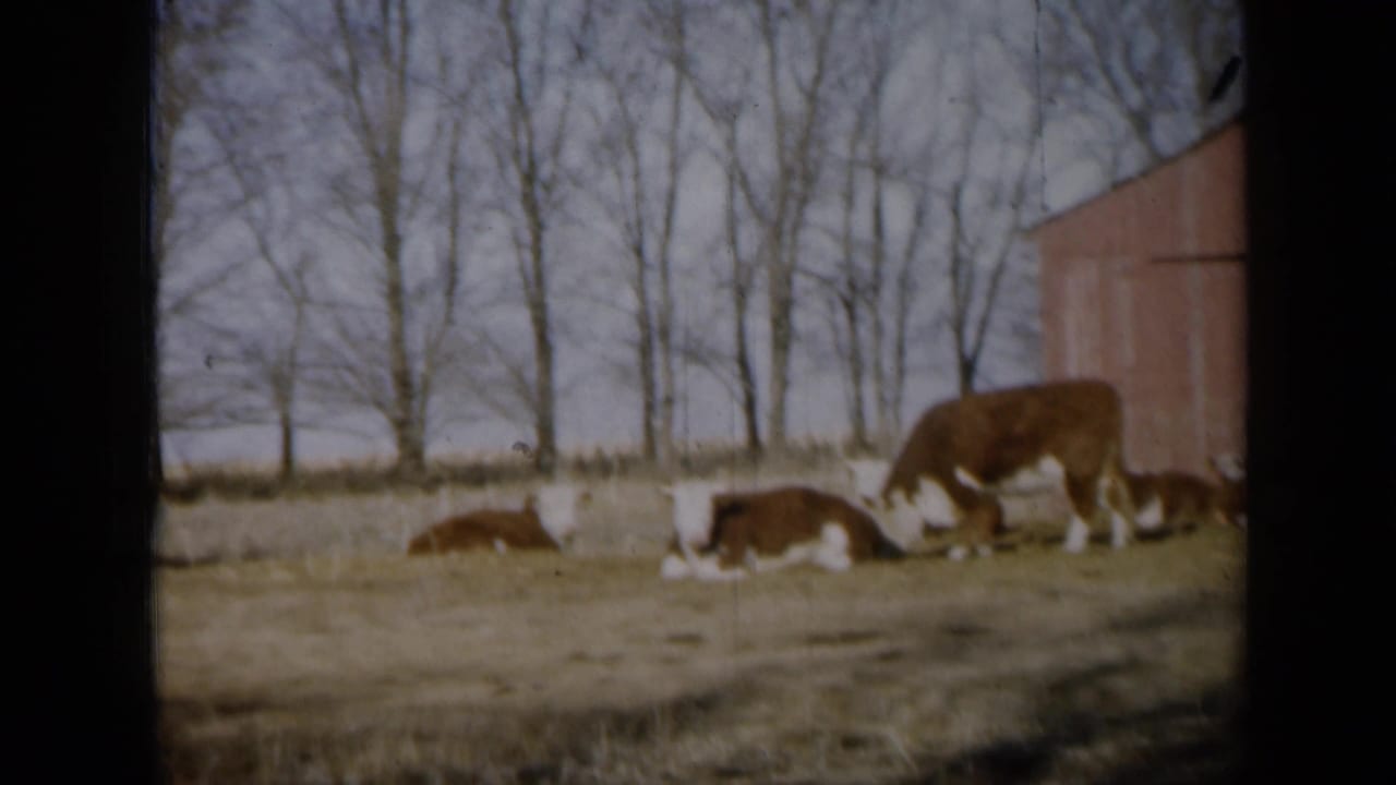 1961 Missouri farm frame showing a grazing cow beside resting cattle, bare trees, and the edge of a red barn.