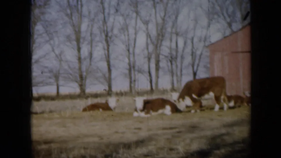 1961 Missouri farm frame showing a grazing cow beside resting cattle, bare trees, and the edge of a red barn.