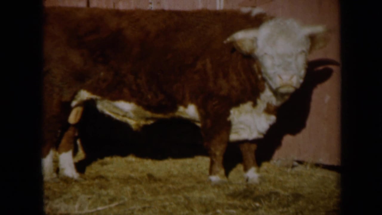 Brown and white cow standing in straw beside a red barn wall.