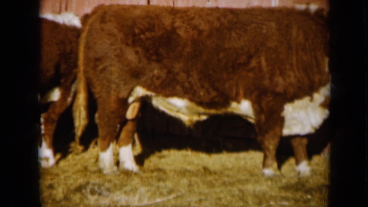 A brown and white Hereford cow stands side-on in a straw barnyard, with red barn boards behind it in the 1961 Missouri footage.