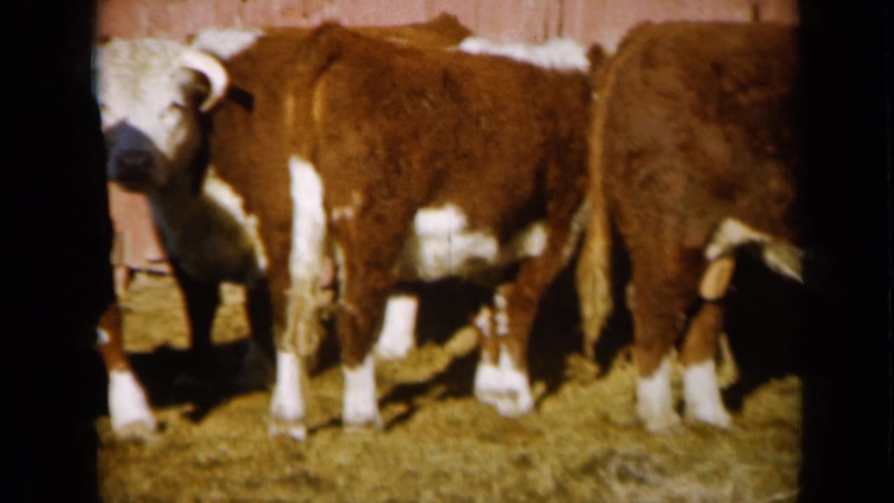 Two Hereford cattle stand close together in a straw-covered Missouri barnyard, partly cropped by the 8mm frame edges.