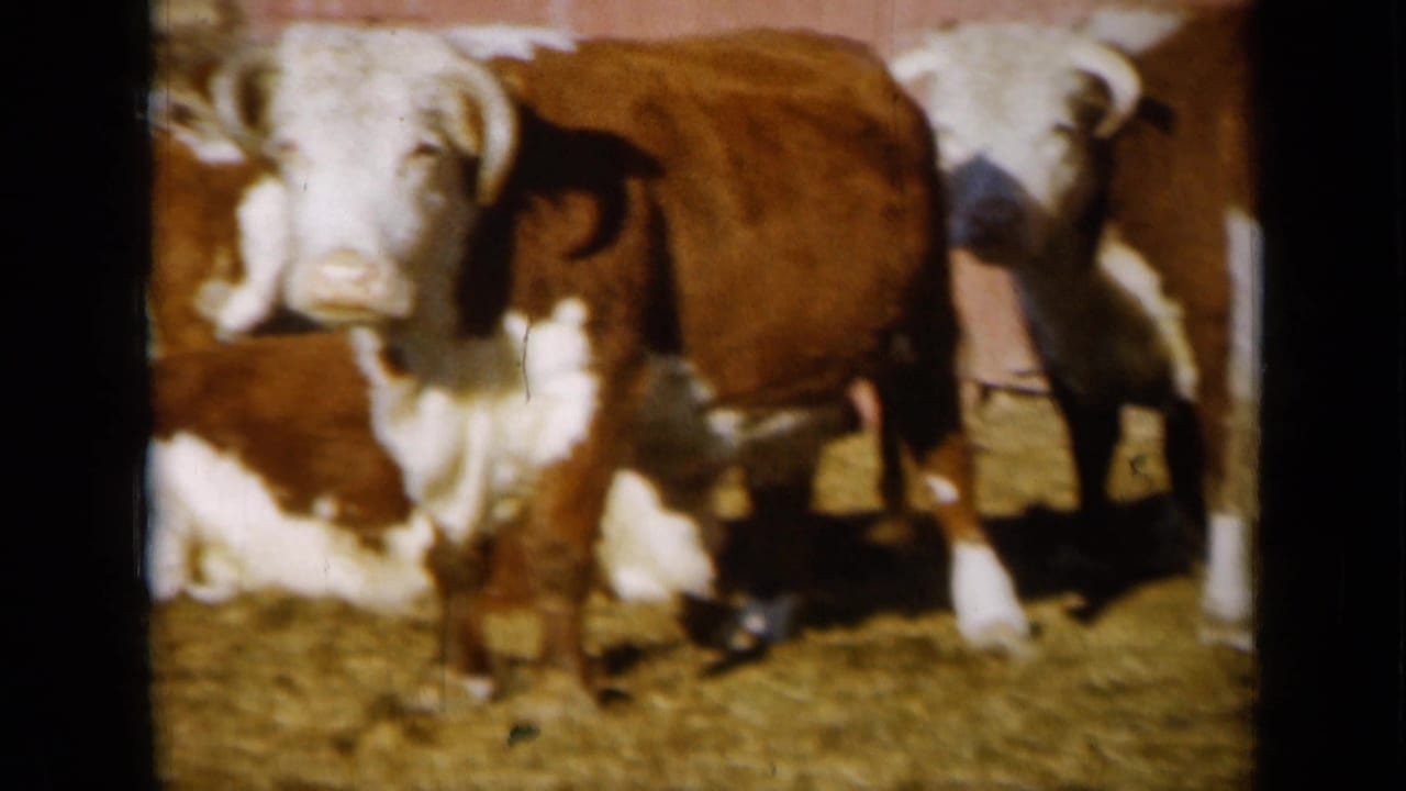 Several brown and white cattle cluster near the barn in this warm-toned 1961 Missouri 8mm home-movie frame.