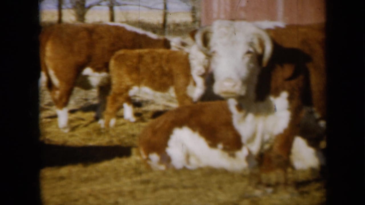 Brown-and-white cattle stand and lie in a sunny fenced farm pen.