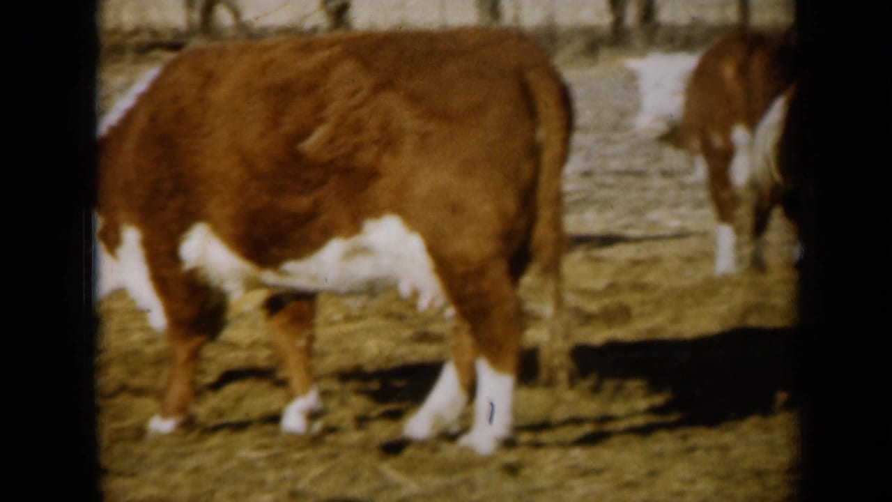 A Hereford cow walks through a sunlit Missouri farm pen in this 1961 8mm home-movie frame.