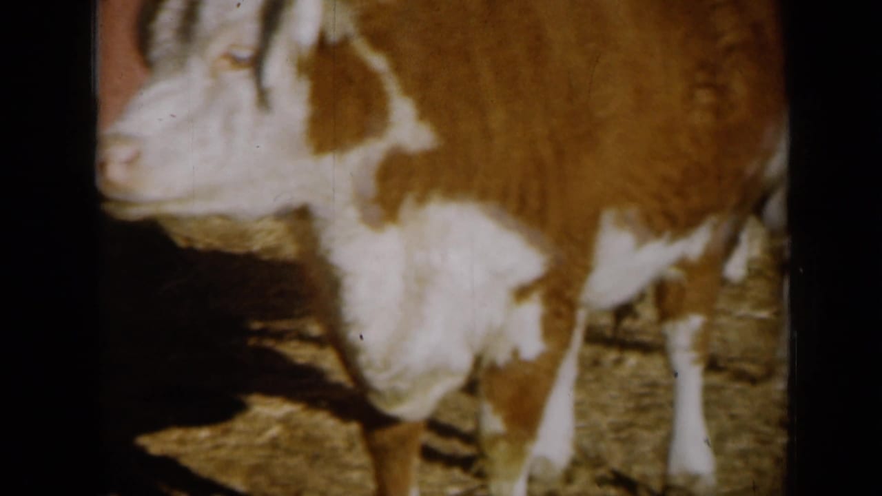Close 8mm view of a brown-and-white cow in a dusty Missouri enclosure, with other cattle partly visible behind it.
