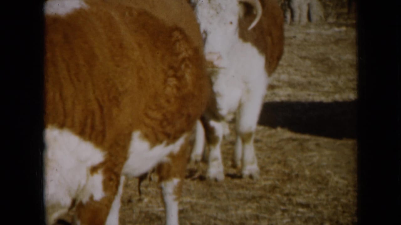 A 1961 Missouri farm frame shows Hereford cattle standing in close view inside a sunlit enclosure.