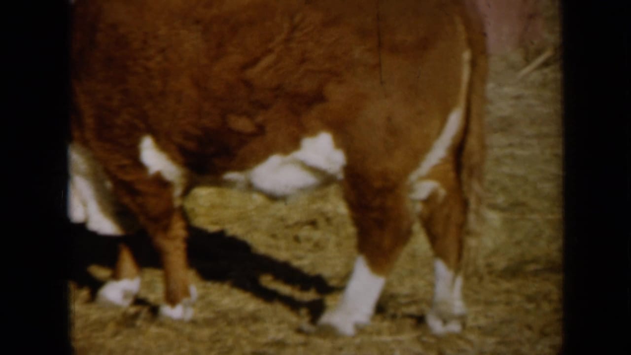 1961 Missouri 8mm frame showing brown and white cattle standing on hay near a pinkish barn wall.