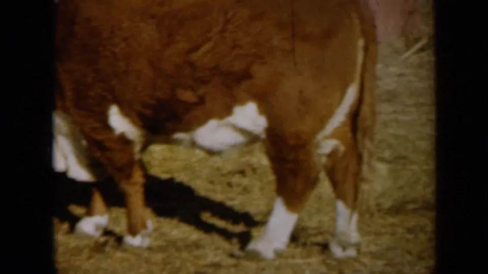 1961 Missouri 8mm frame showing brown and white cattle standing on hay near a pinkish barn wall.