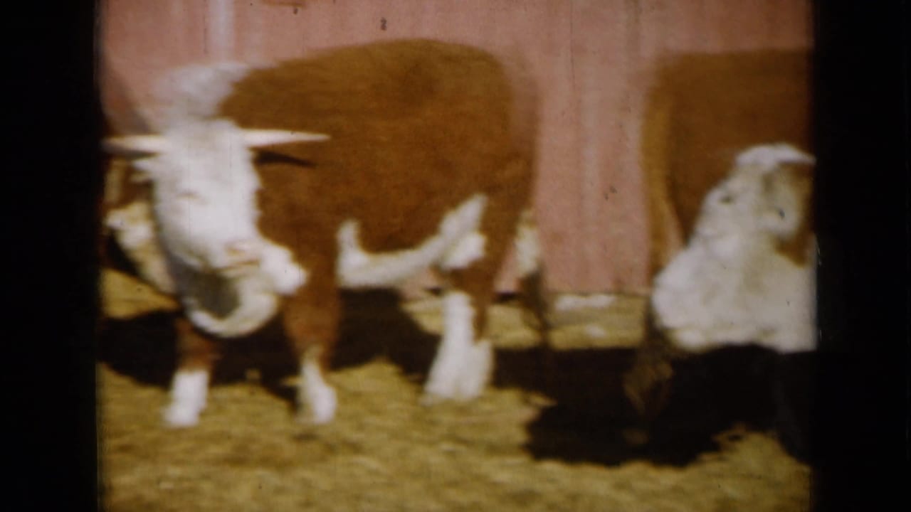 Brown and white cow or bull faces the camera while another white-faced animal stands nearby.
