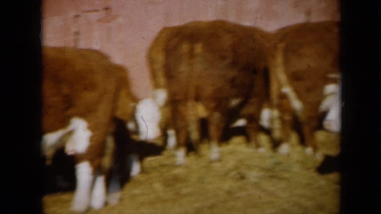 1961 Missouri 8mm frame showing several cattle grouped together on hay in front of a barn wall.