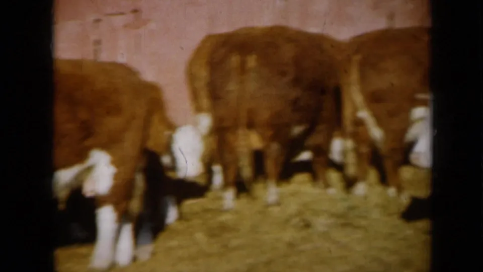 1961 Missouri 8mm frame showing several cattle grouped together on hay in front of a barn wall.