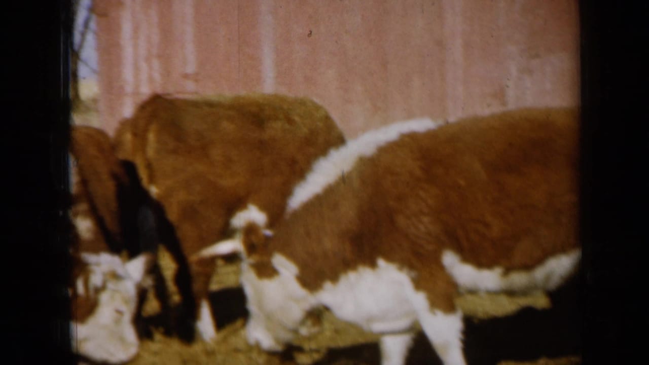 1961 Missouri 8mm frame with brown and white cattle feeding from hay beside a pinkish barn wall.