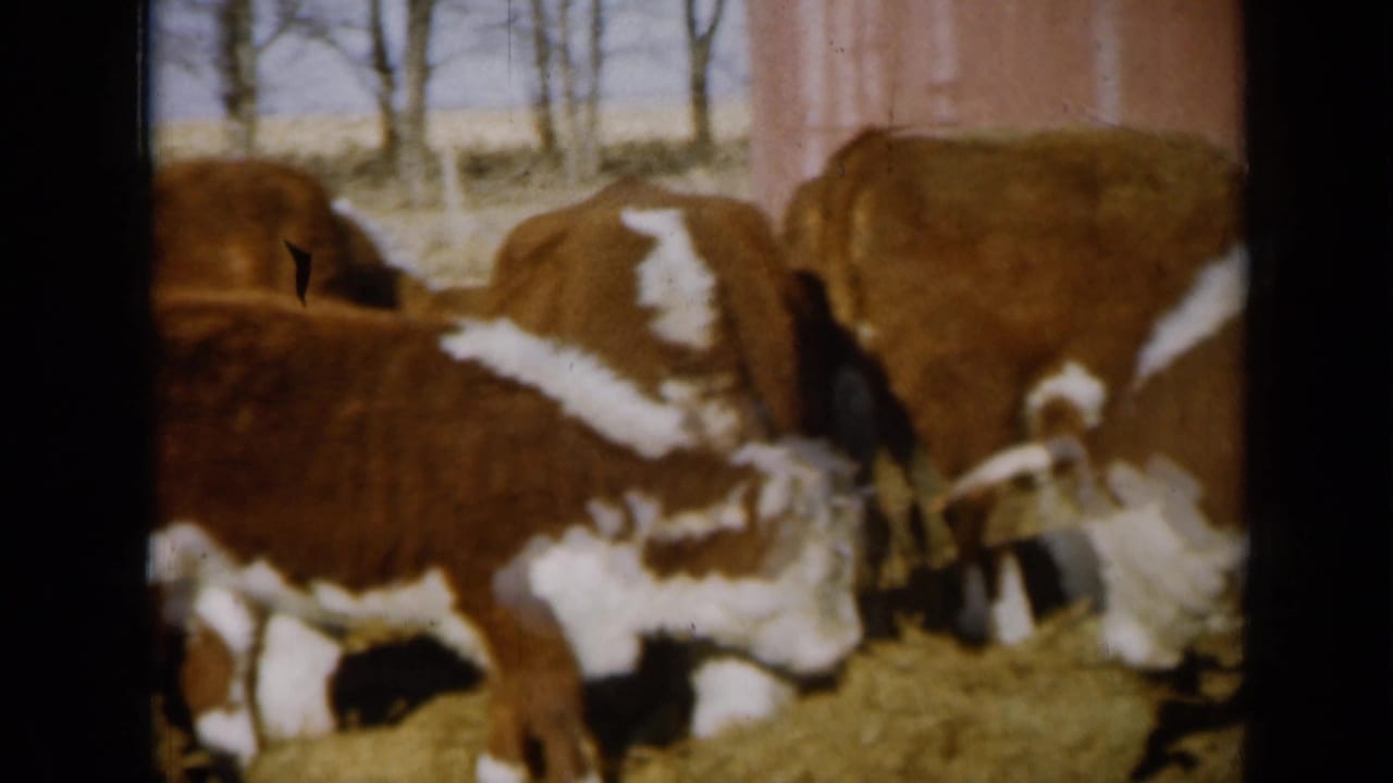 Brown and white cattle gathered around hay in a farmyard with bare trees behind them.