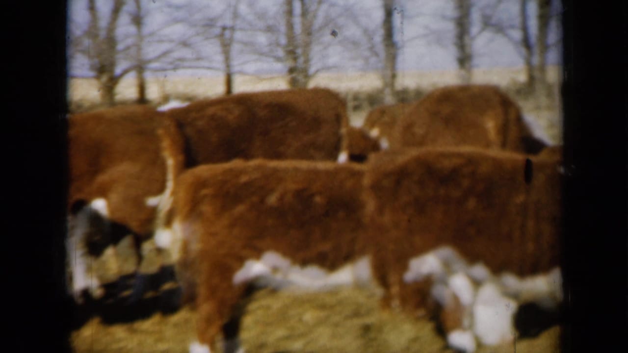 Hereford cattle feed closely together in a Missouri farmyard, with bare trees and open ground in the background.